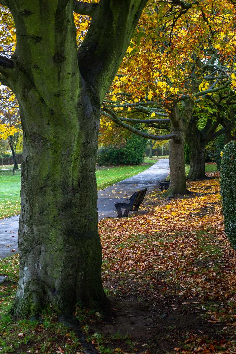 A place to sit amongst the autumn colours in Kings Heath Park.